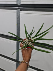 Brassavola Nodosa (Fragrant Species)