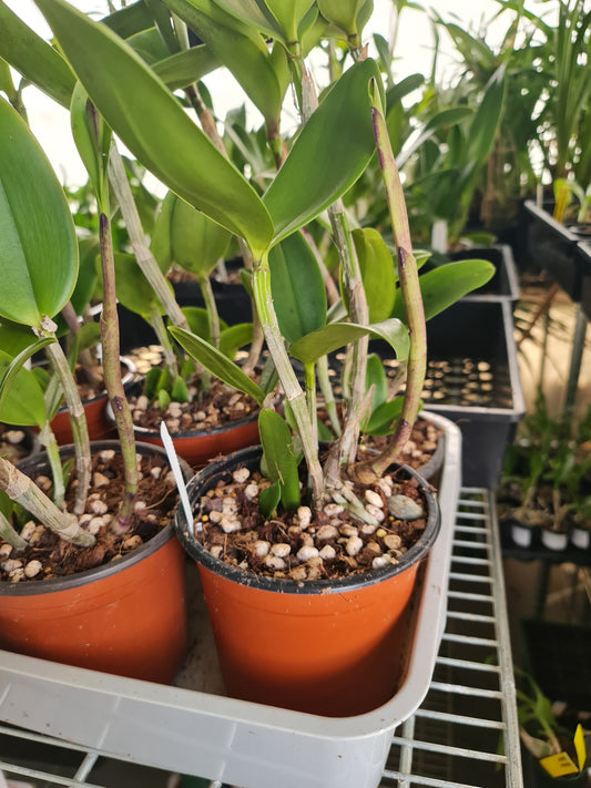 Cattleya Jungle Queen (fragrant)