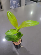 Dendrobium (Black Knight x Den. Black Mamba)