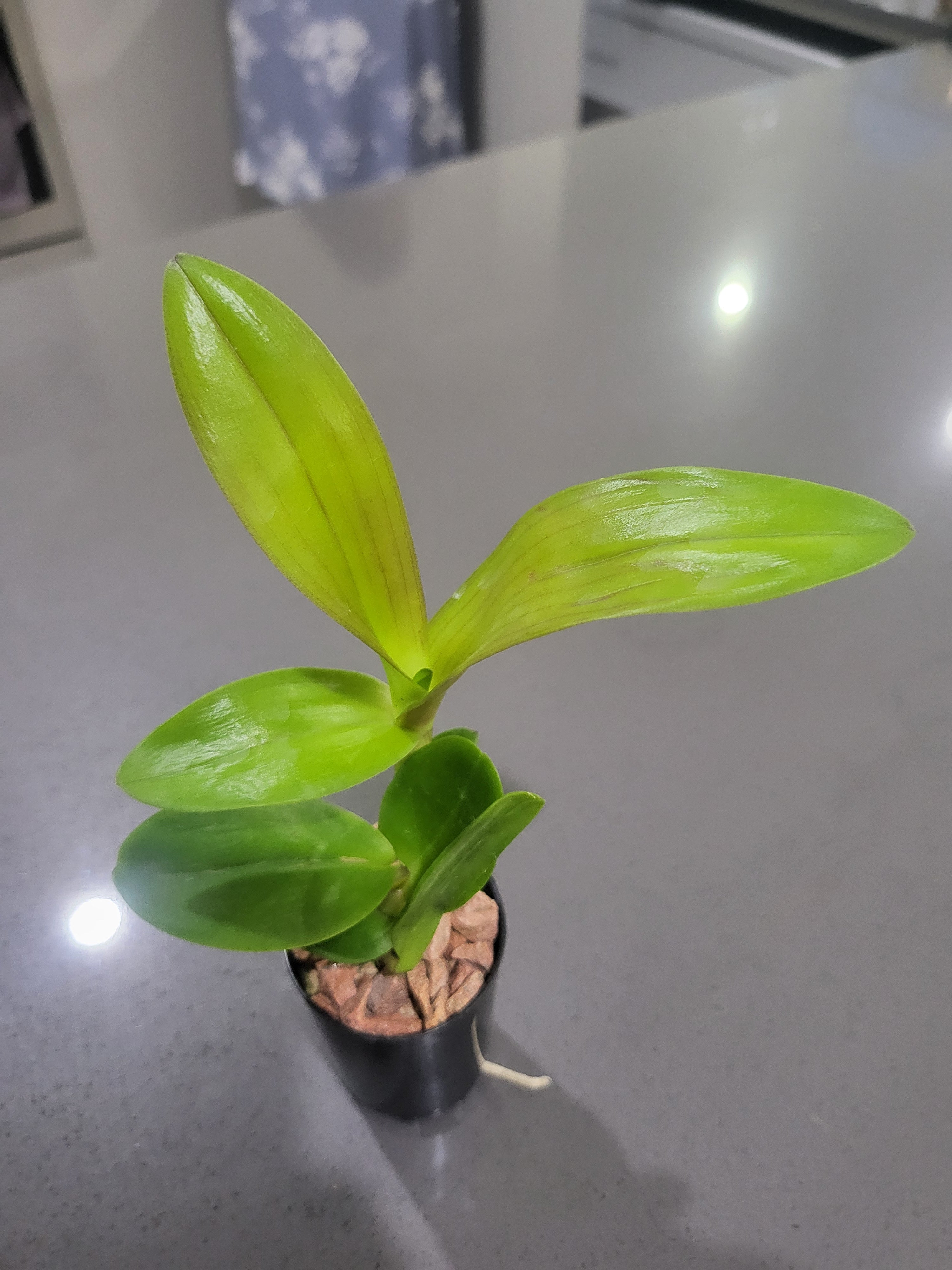 Dendrobium (Black Knight x Den. Black Mamba)