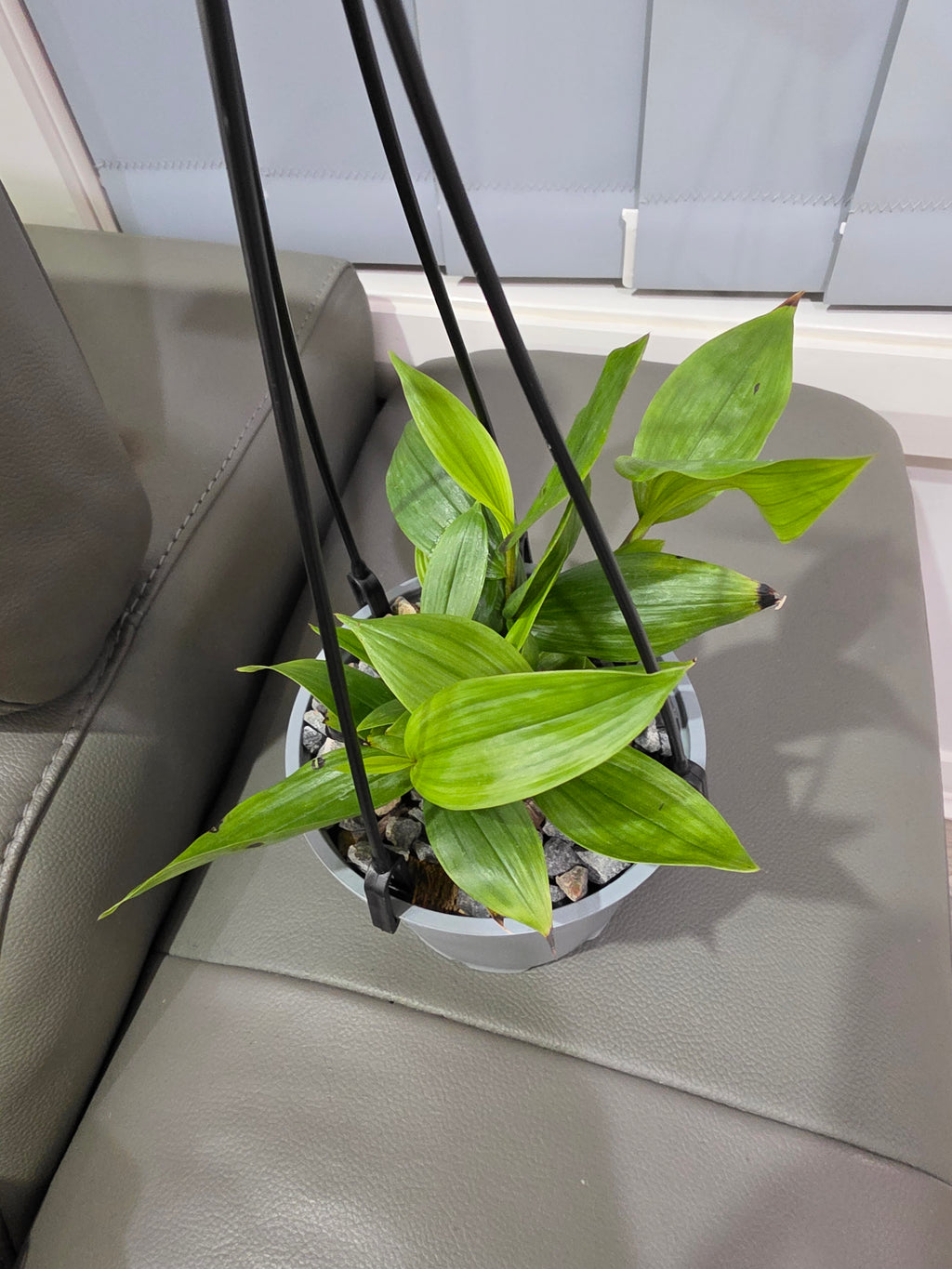 Sobralia yauaperyensis
