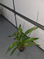 Oncidium Aka Baby 'Raspberry Chocolate'