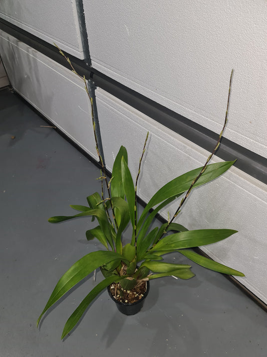 Oncidium Aka Baby 'Raspberry Chocolate' (In multiple flower spikes)