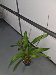 Oncidium Aka Baby 'Raspberry Chocolate' (In multiple flower spikes)