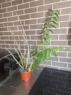 Dendrobium Smillieae (Advanced Size)