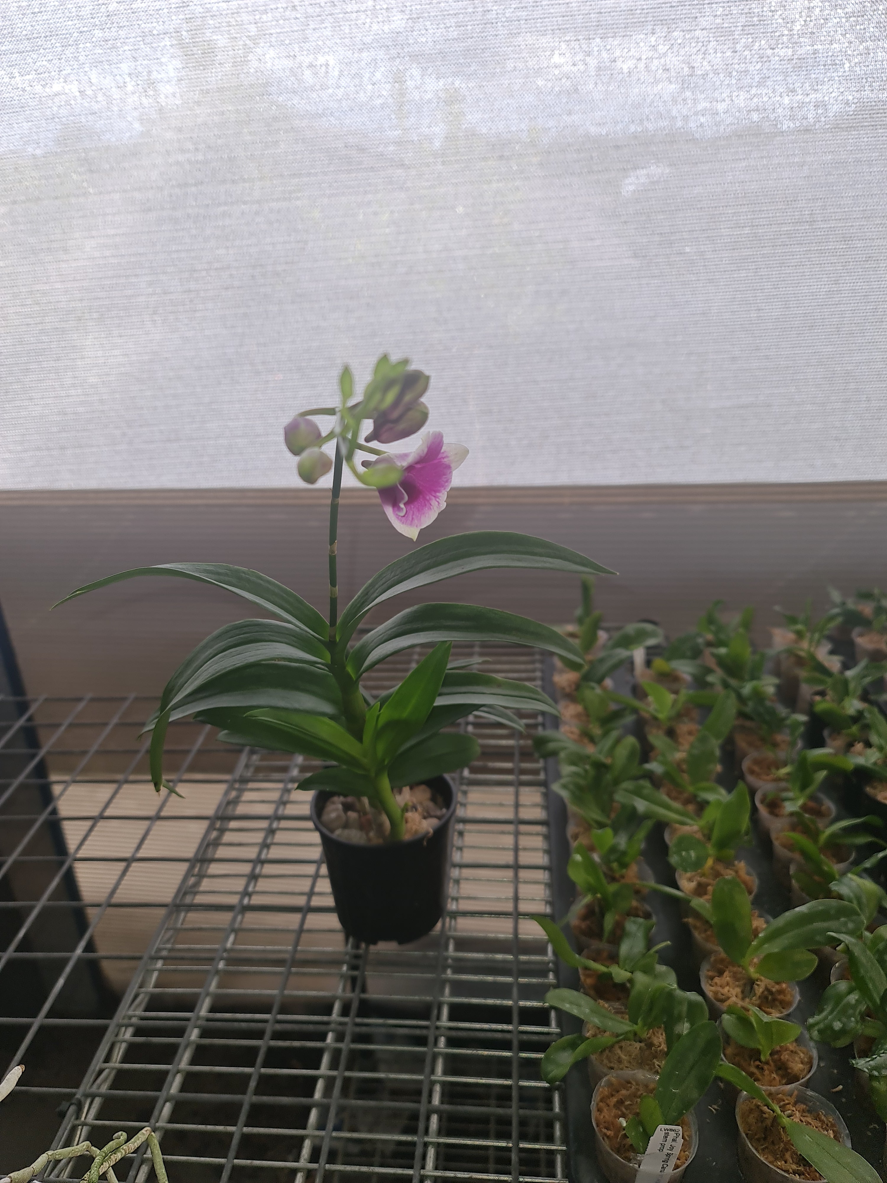 Dendrobium Yaya Victoria 4N MC Secondary image