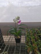 Dendrobium Yaya Victoria 4N MC