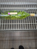 Cattleya Jewel #1291  (Hybrid Flask - Whiskey Bottle) ex Thailand