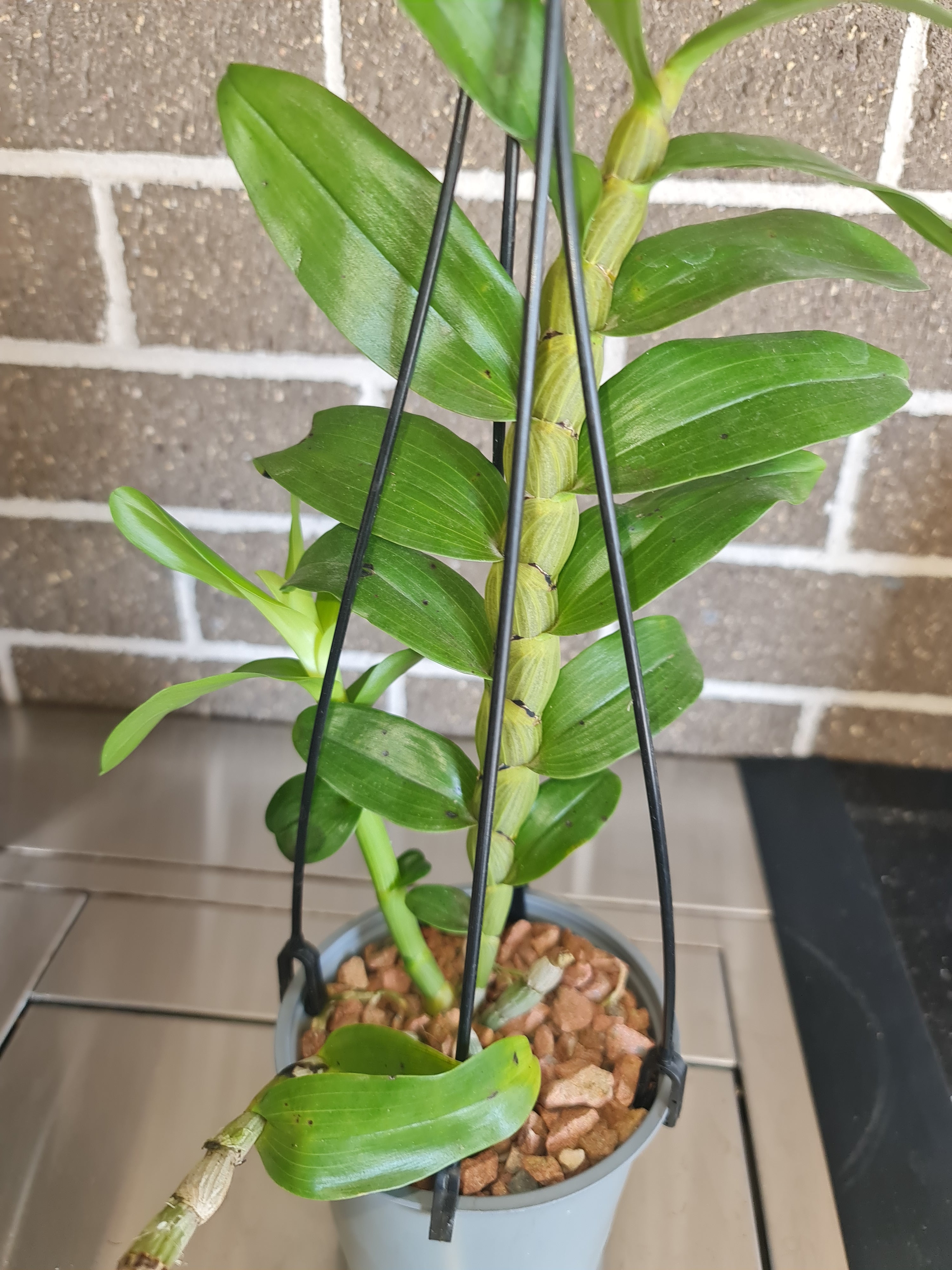 Dendrobium secundum  (Toothbrush Orchid) Secondary image
