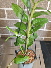 Dendrobium secundum  (Toothbrush Orchid)