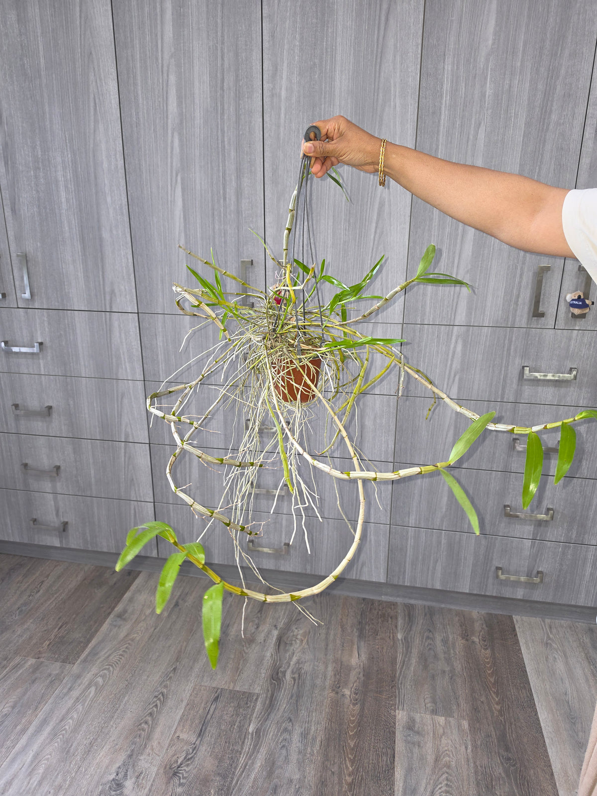 Dendrobium tortile (Fragrant)