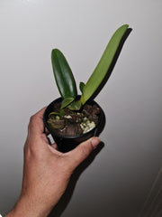 Cattleya dowiana v. aurea (3N) - Rare Fragrant Species