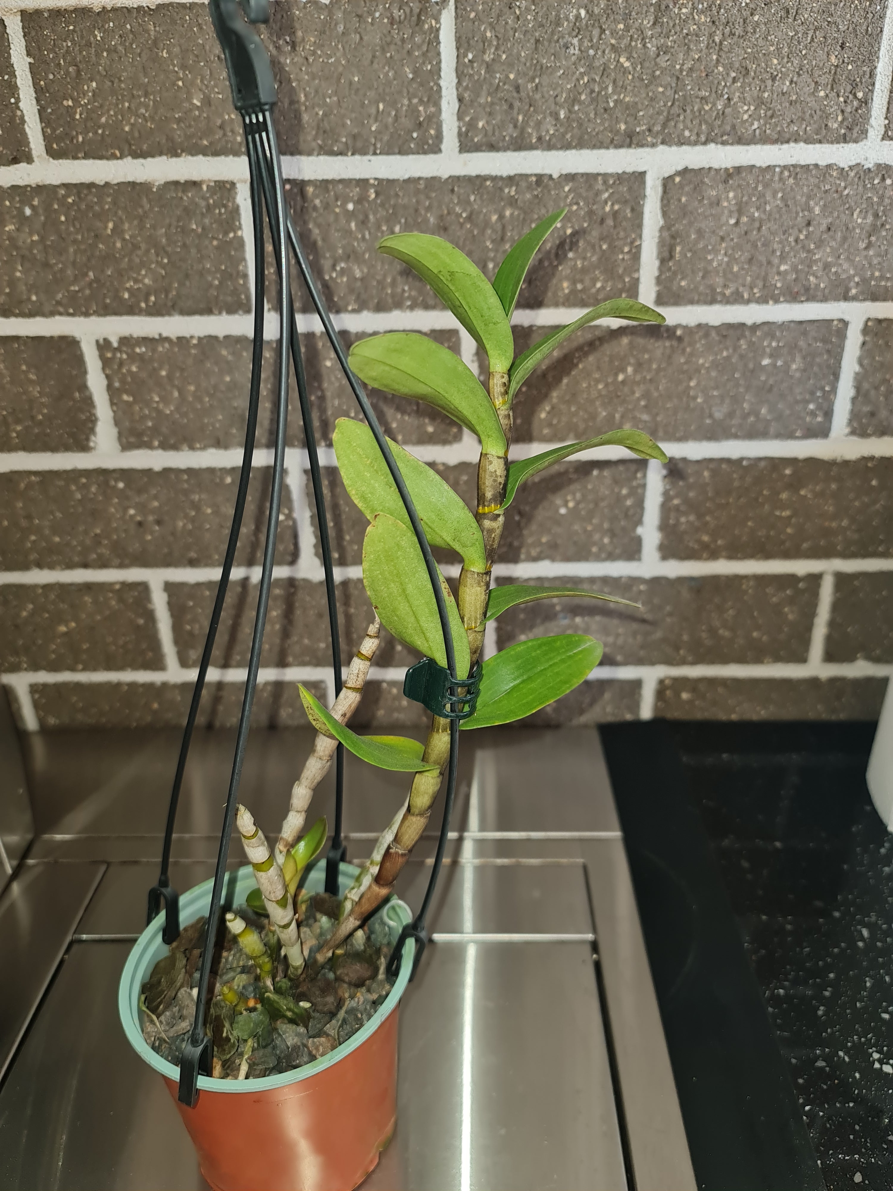 Dendrobium virgineum