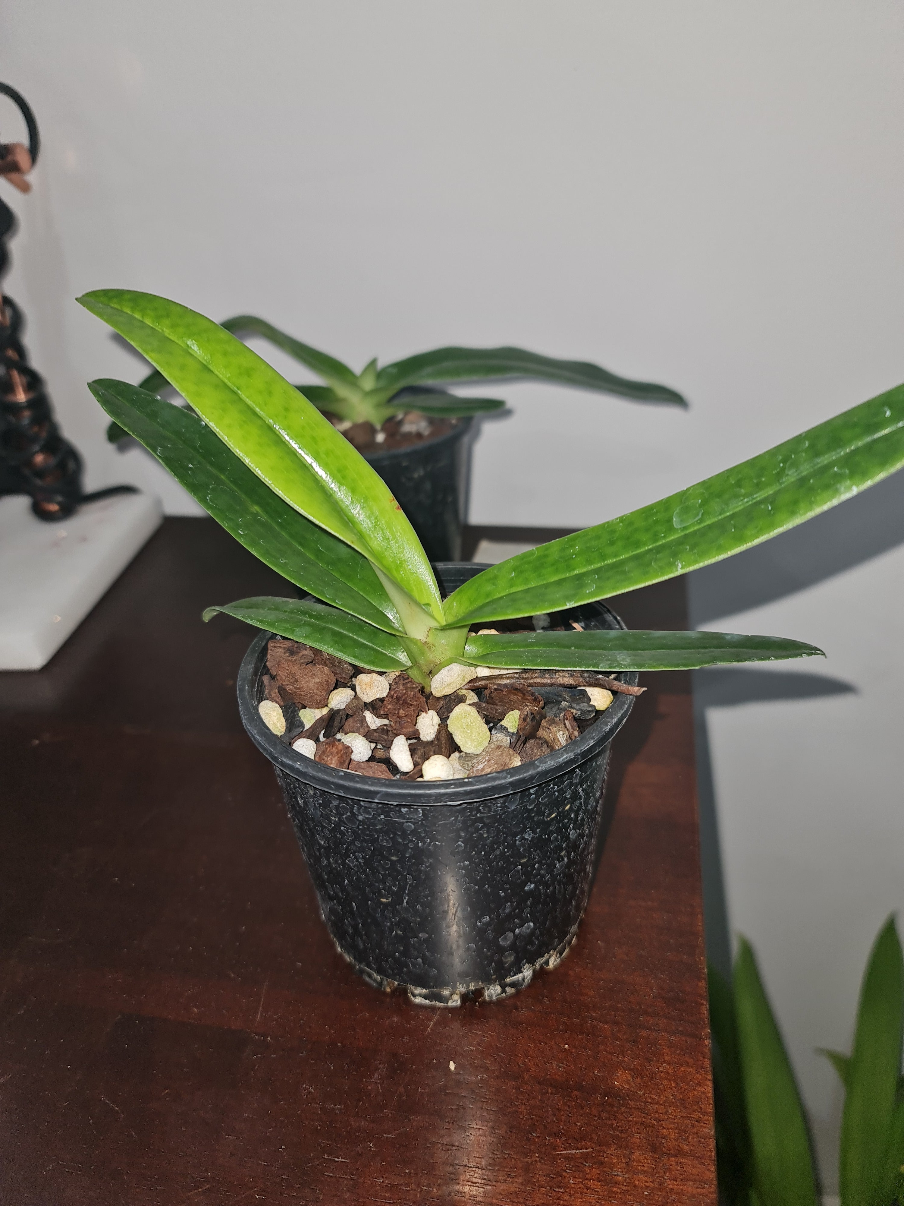 Paphiopedilum emersonii ('#415' x '#Nei San #5') Secondary image
