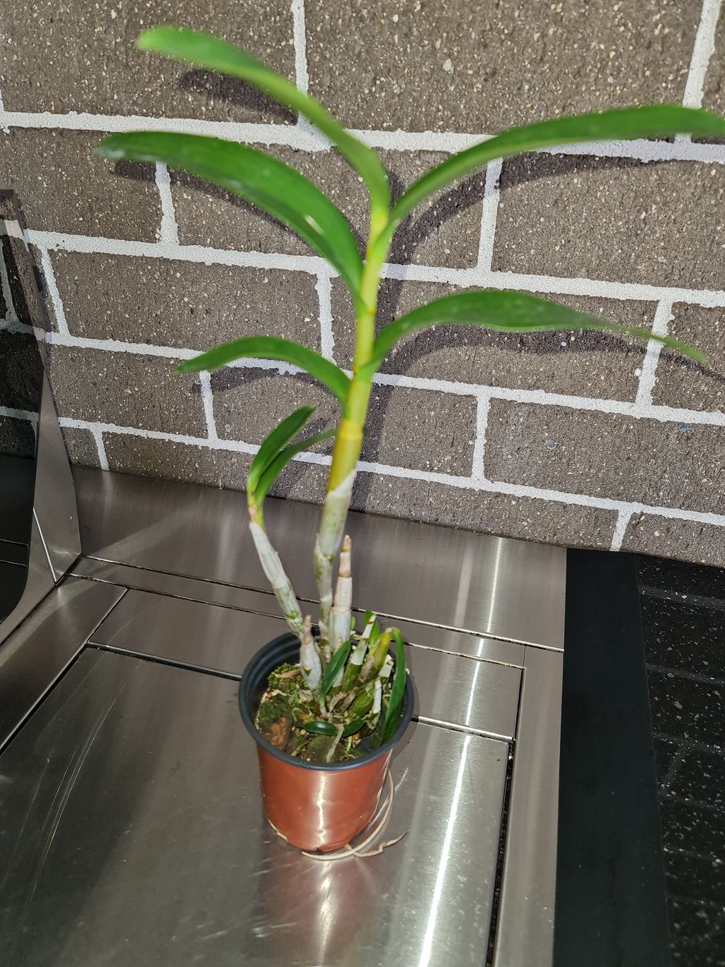 Dendrobium discolor var. broomfieldii