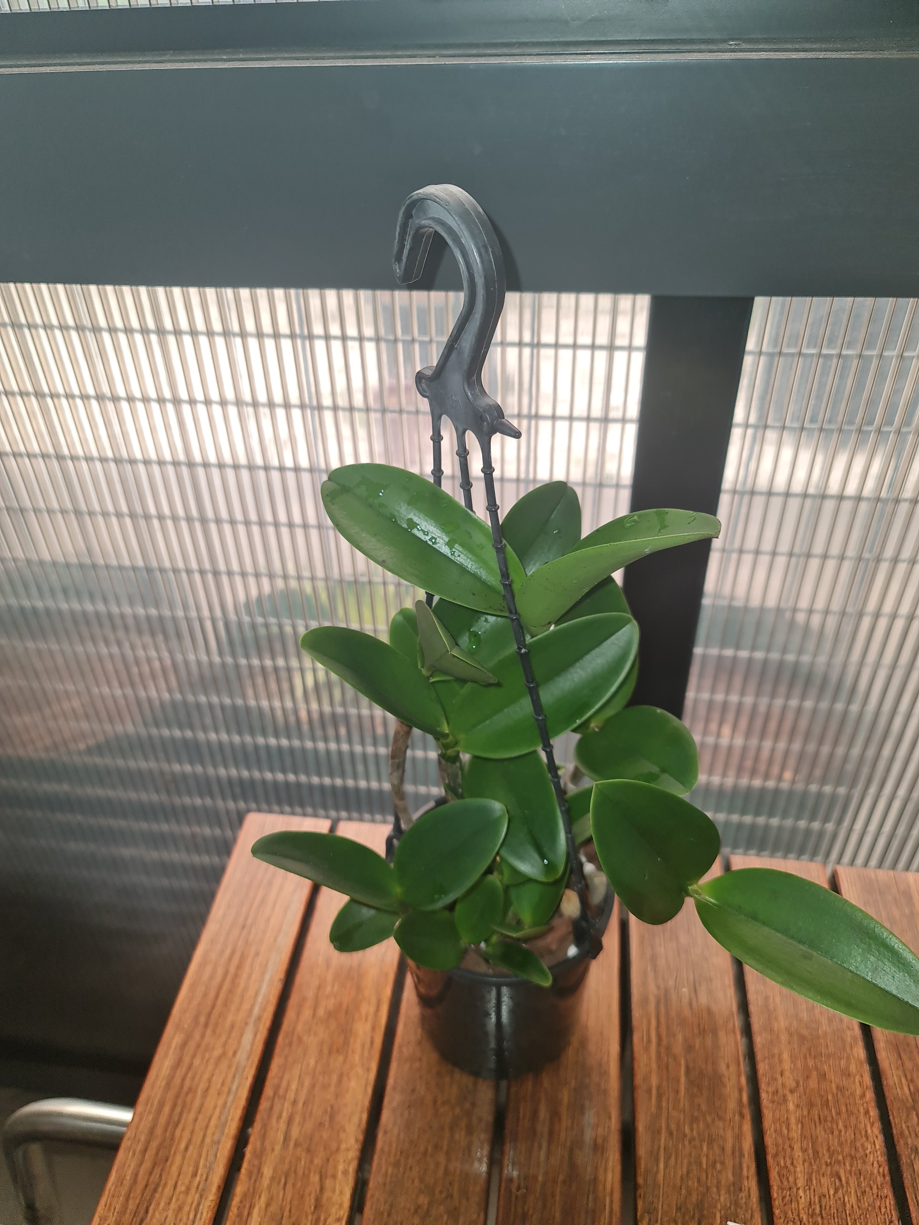 Cattleya Ratsima Spot (Fragrant) Secondary image