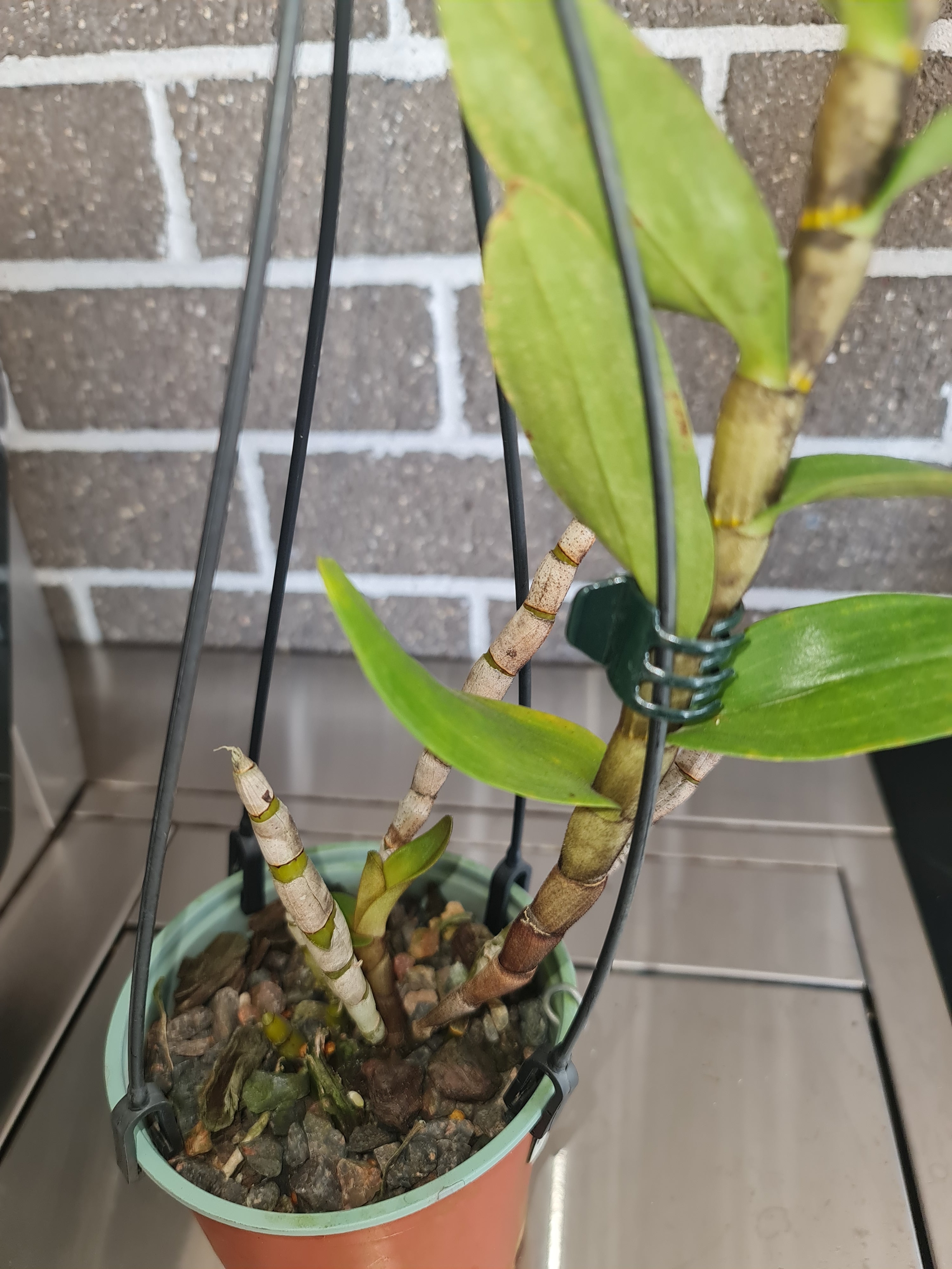 Dendrobium virgineum