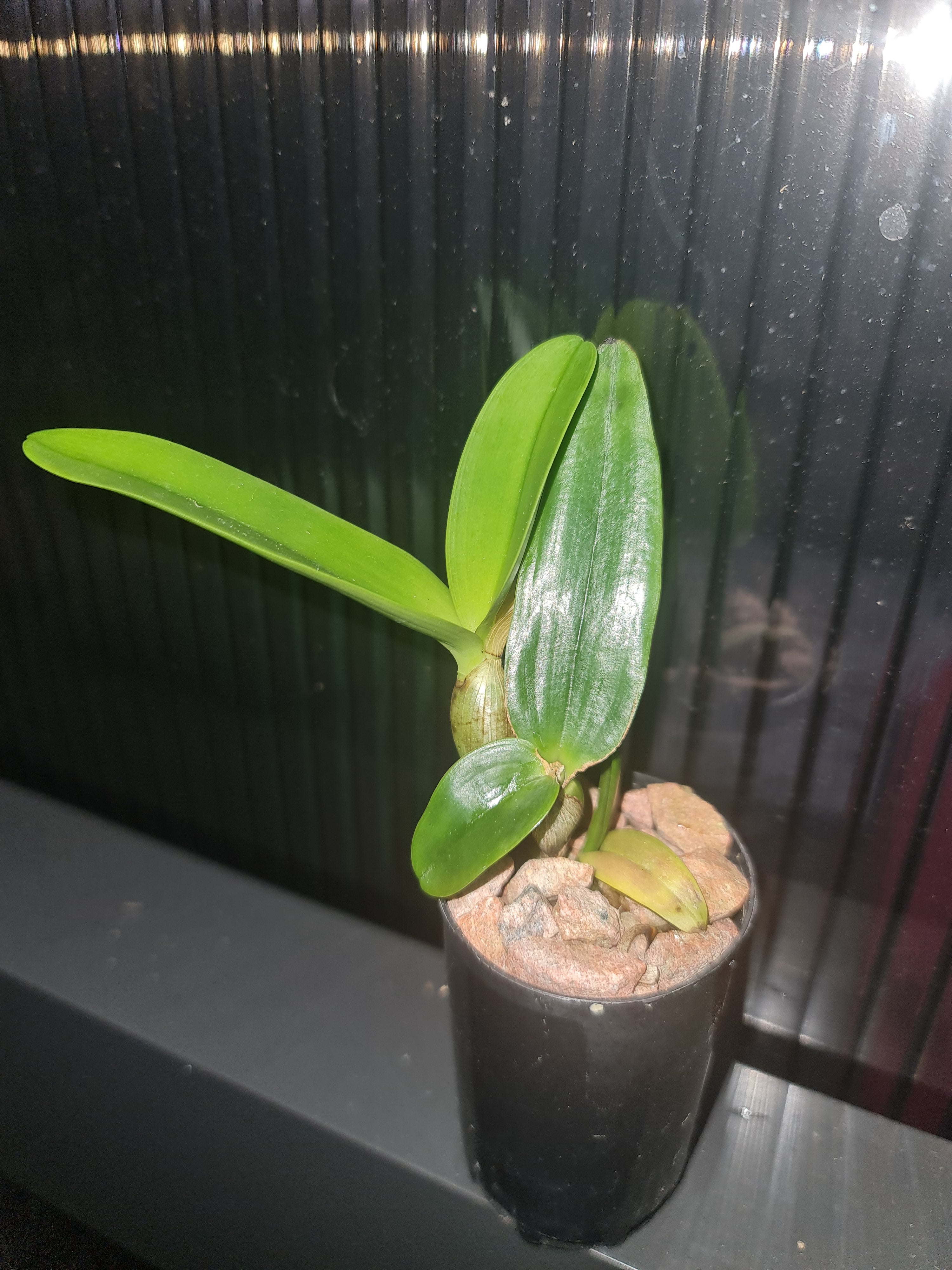Cattleya aurantiaca var. aurea Secondary image