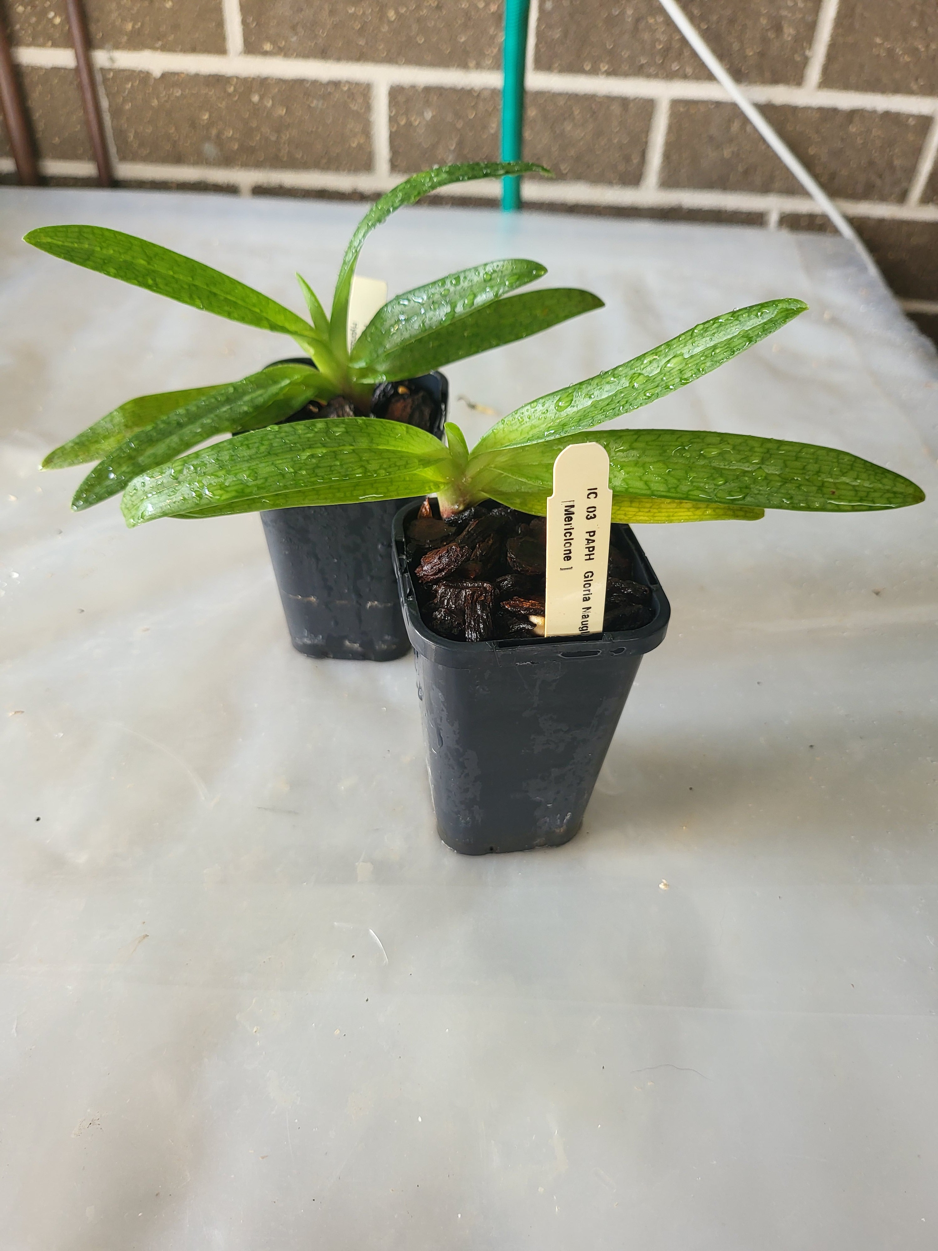Paphiopedilum Gloria Naugle (MC) Secondary image
