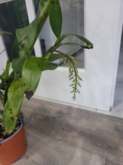 (In buds now) Dendrobium Amethystoglossum (Fragrant Species From Philippines)