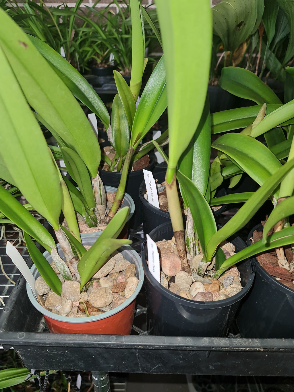 Rlc. Thaksina Candy (Fragrant)