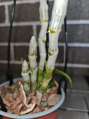 Dendrobium parishii  (Rare Species)