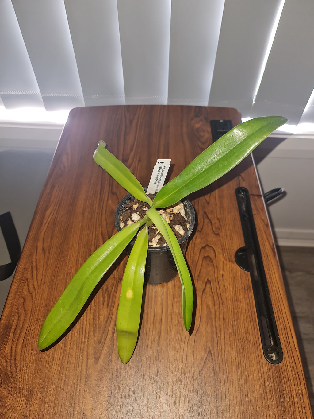 Paphiopedilum rothschildianum ('Wide Spread' x 'King Kong')
