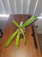 Paphiopedilum rothschildianum ('Wide Spread' x 'King Kong')