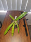 Paphiopedilum rothschildianum ('Wide Spread' x 'King Kong')
