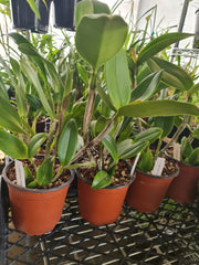 Cattleya Jungle Queen (fragrant)