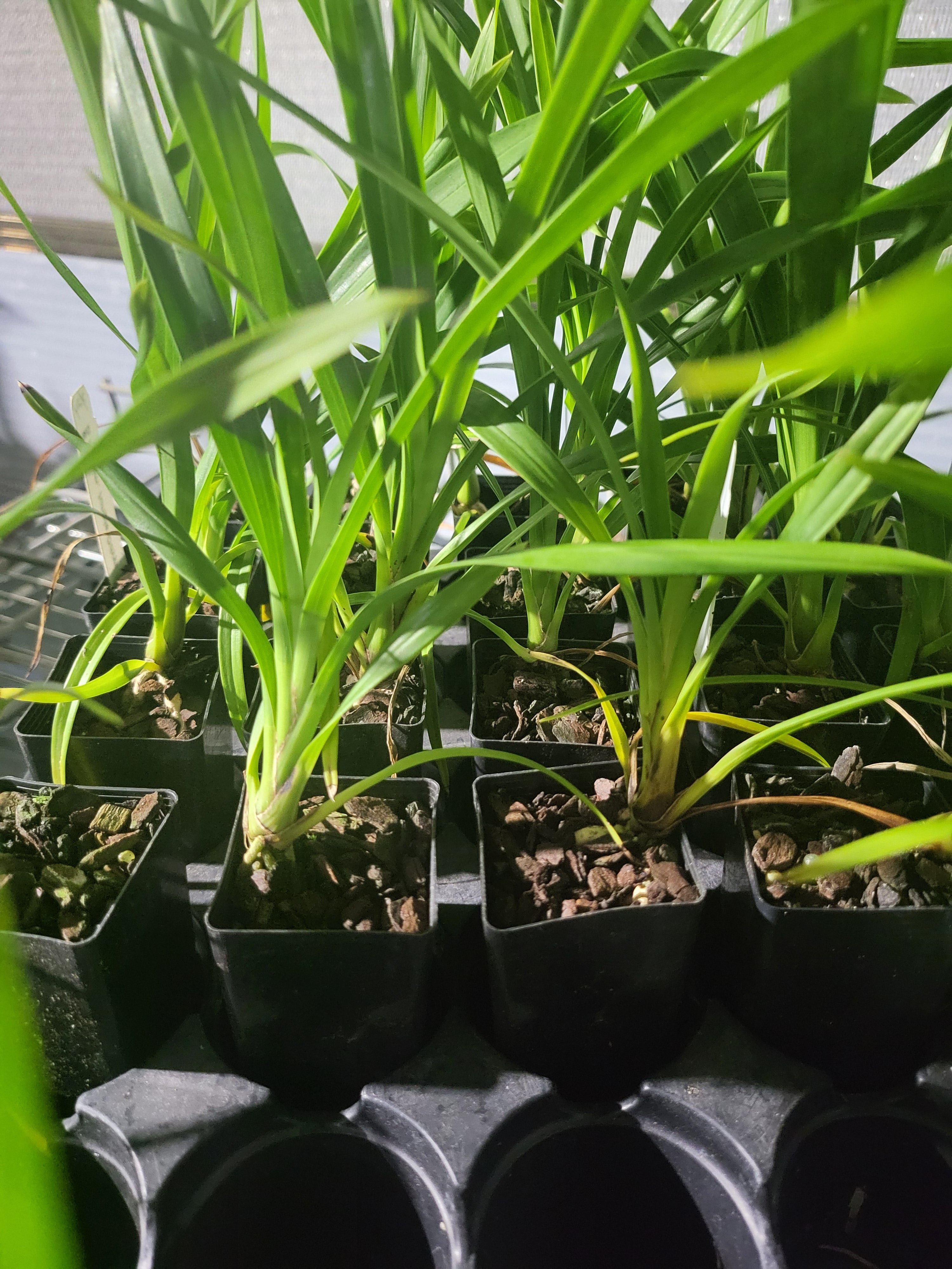 Cymbidium Jungle Odyssey