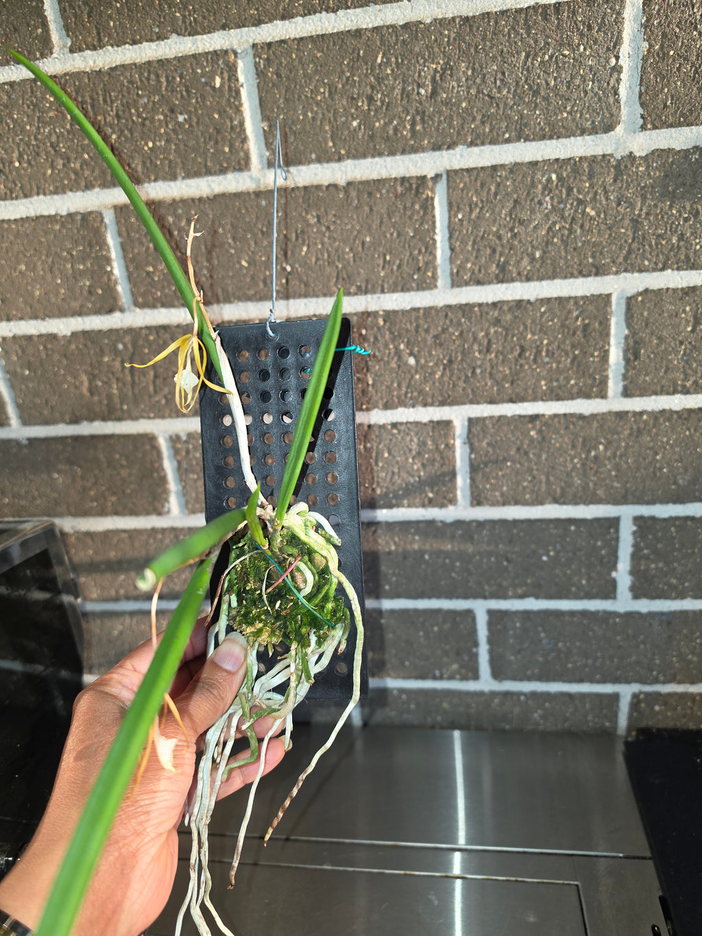 Brassavola subulifolia)