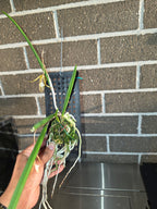 Brassavola subulifolia)