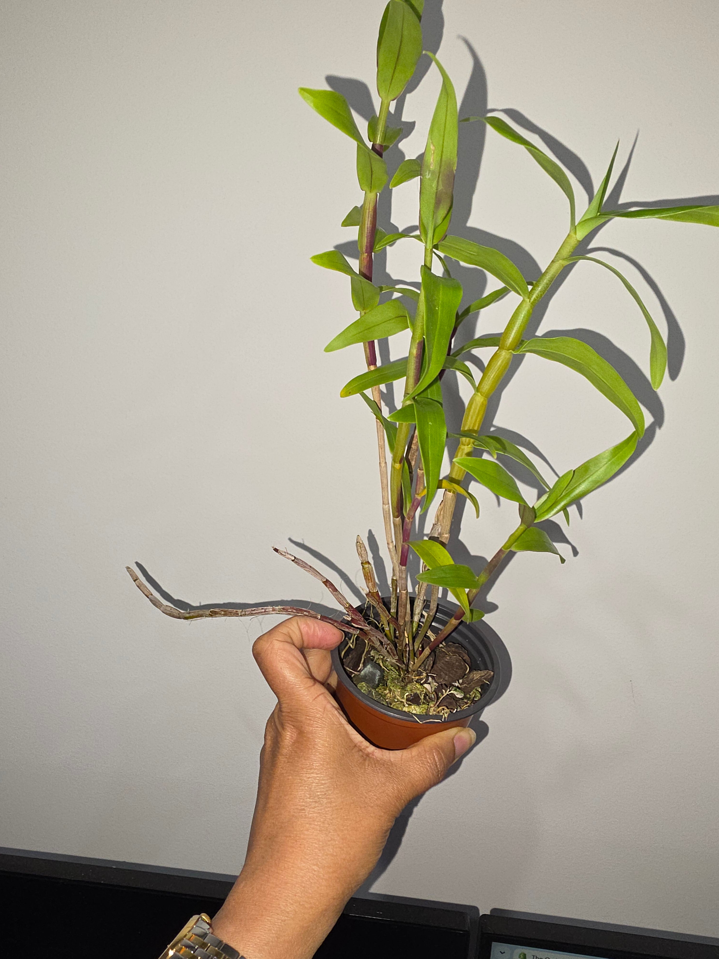 Dendrobium glomeratum Secondary image