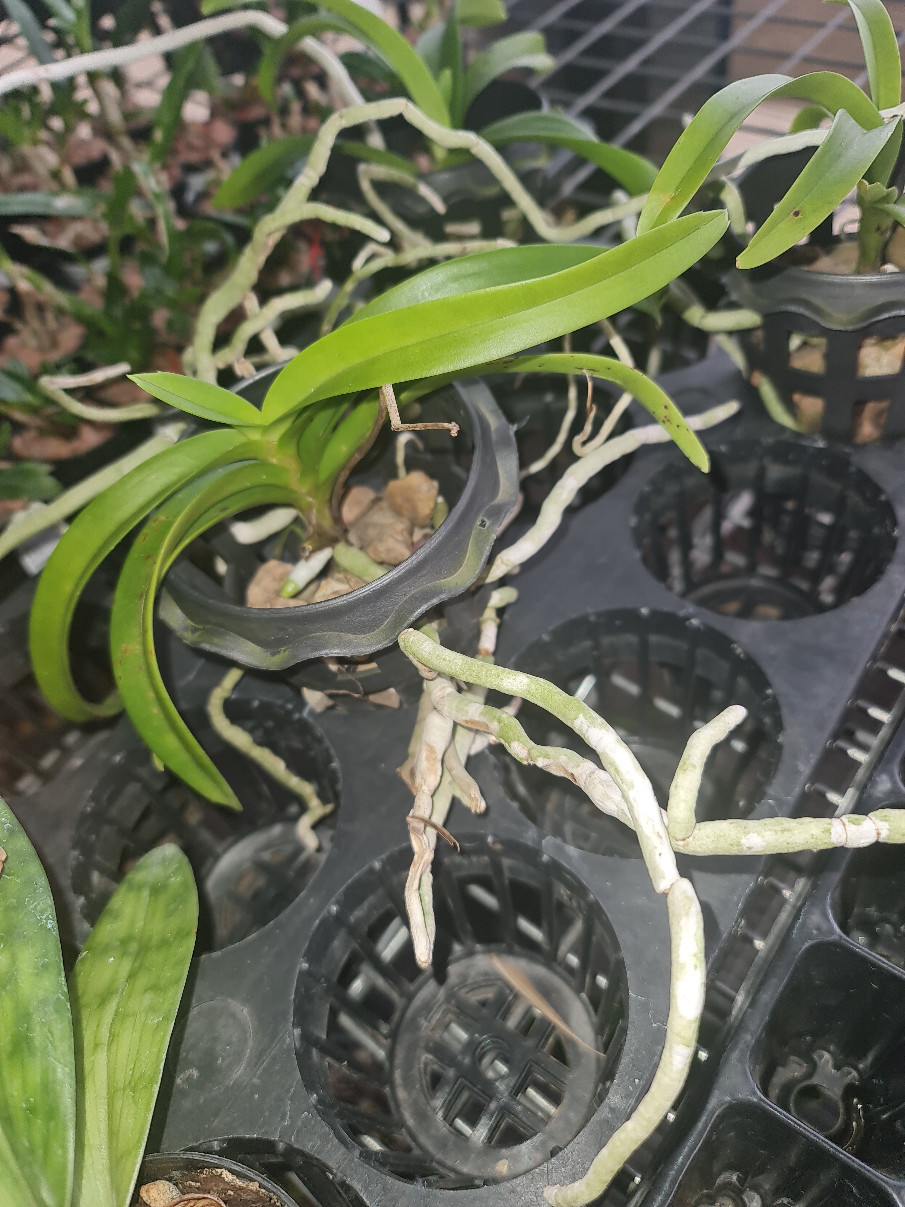 Vanda chirayupiniae Secondary image