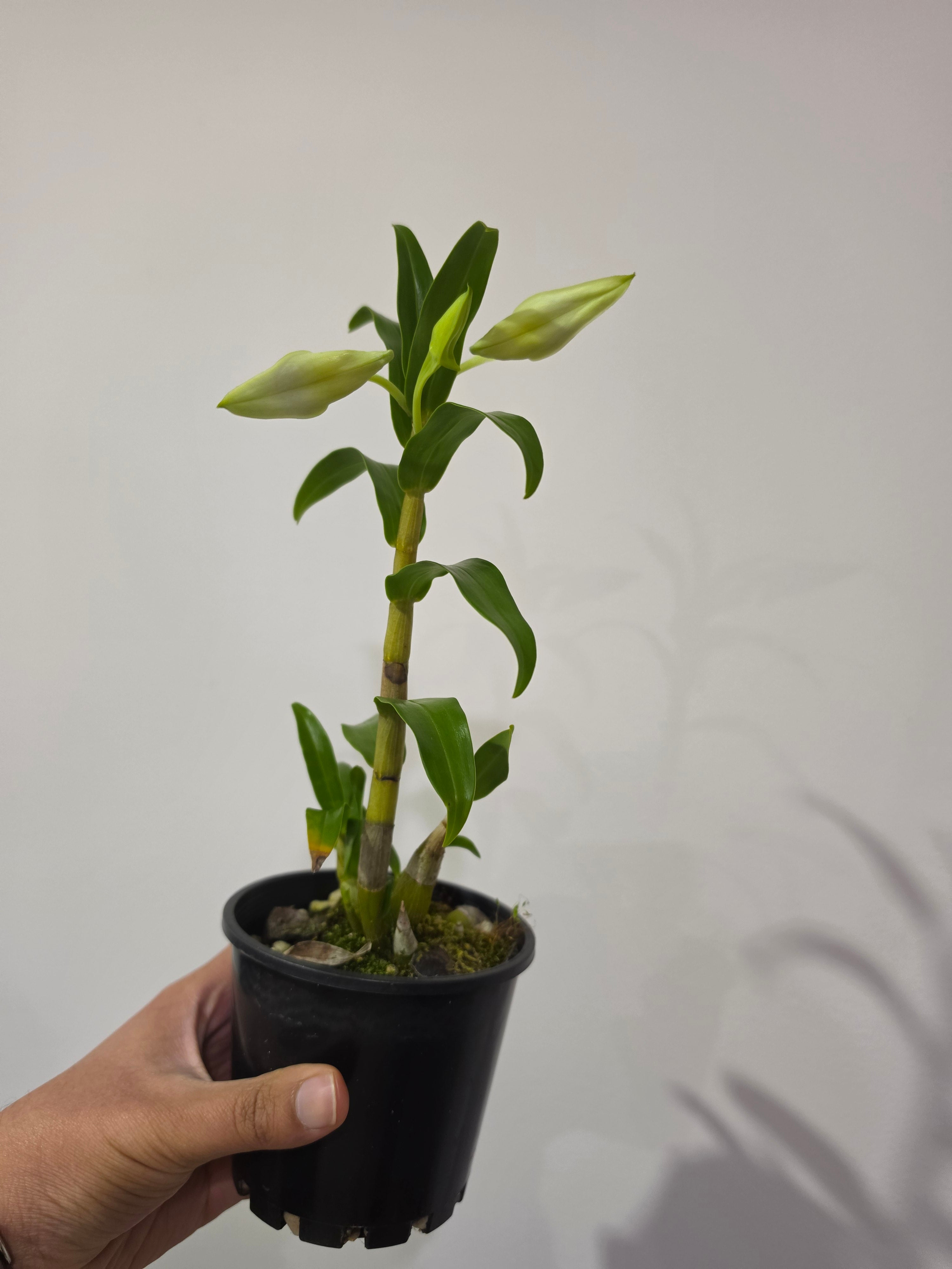 Dendrobium sanderae var. major (In flowers now) Secondary image