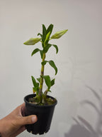 Dendrobium sanderae var. major (In flowers now)