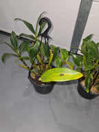 Dendrobium Densiflorum ( Mature Plant)