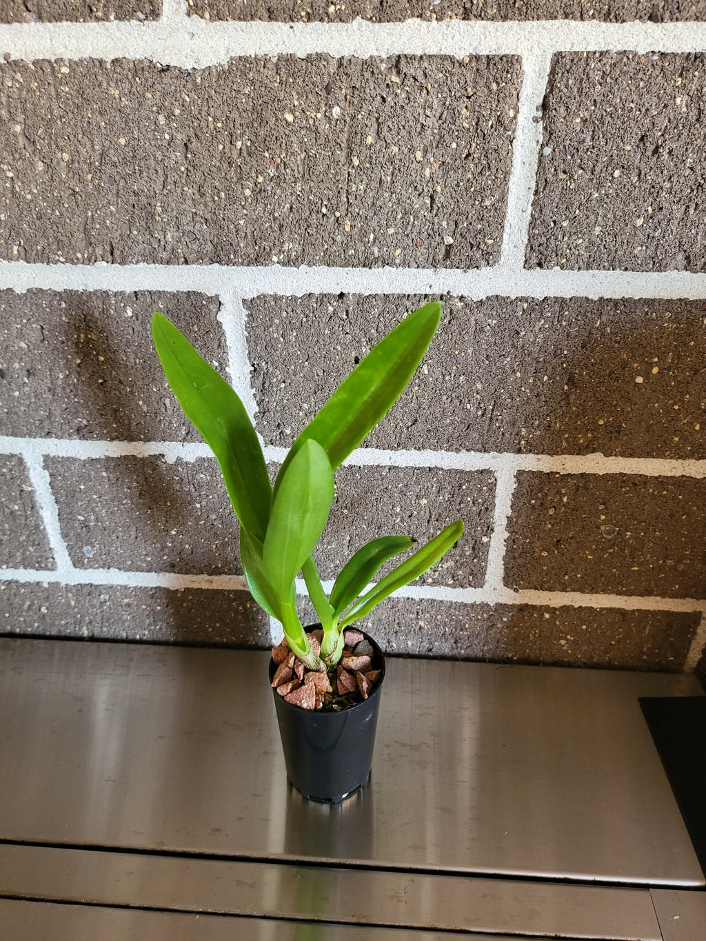 Dendrobium gouldii "Blue"