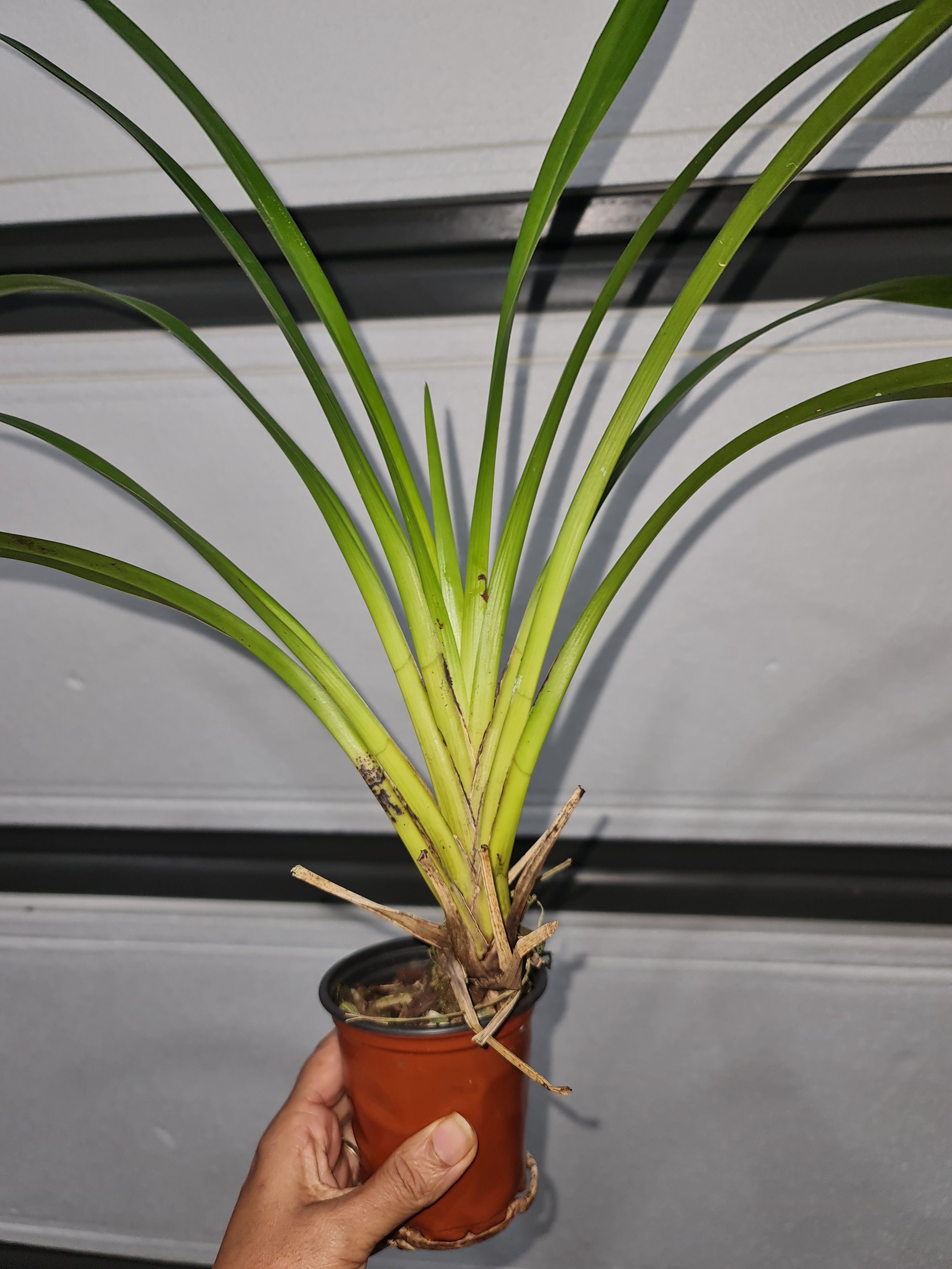 Cymbidium eburneum