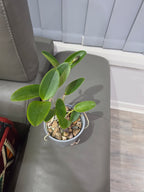 Cattleya Thospol Spot × Cattleya aclandiae MC