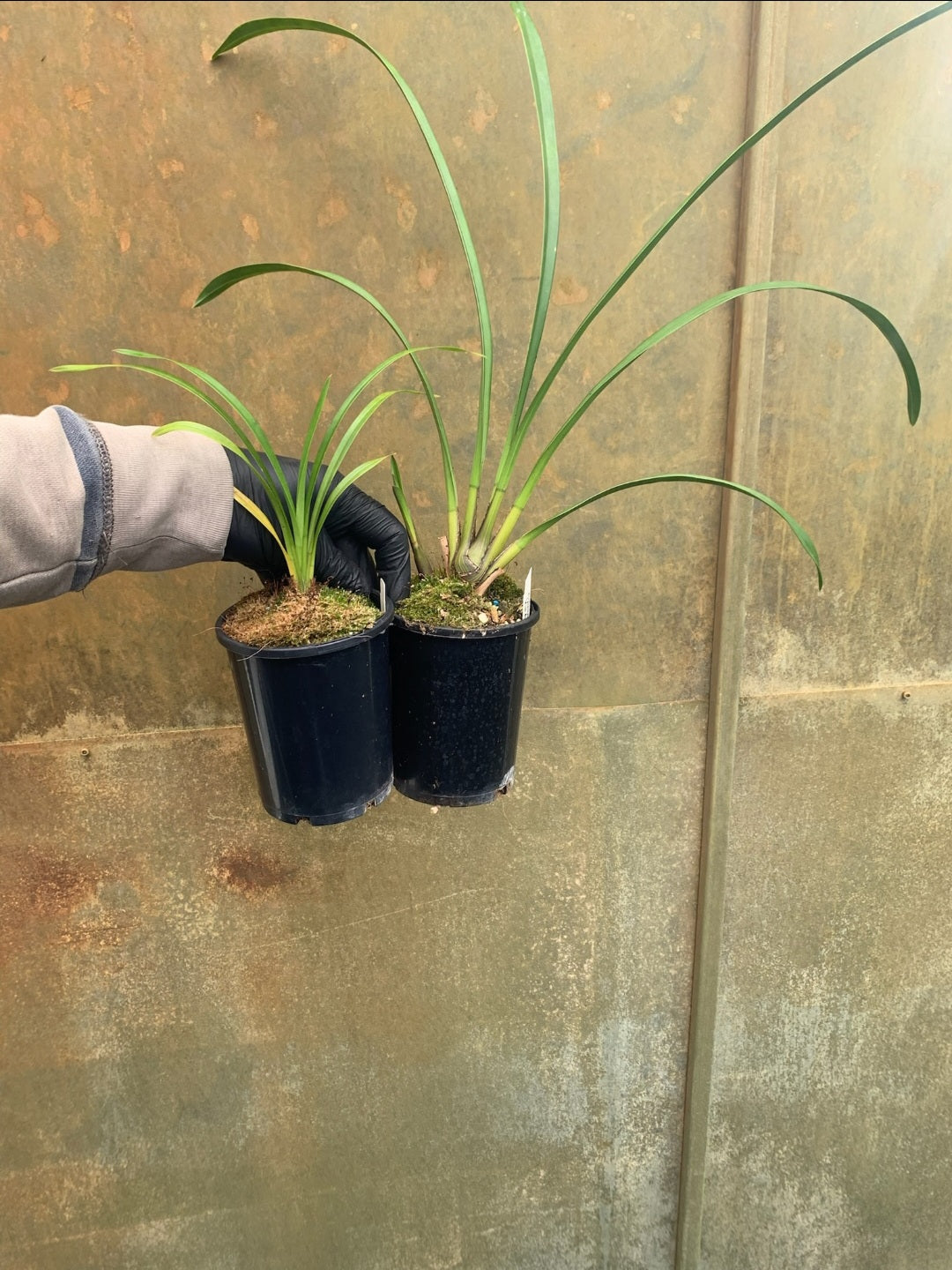 Cymbidium Vidar 'Harlequin' (Peloric)