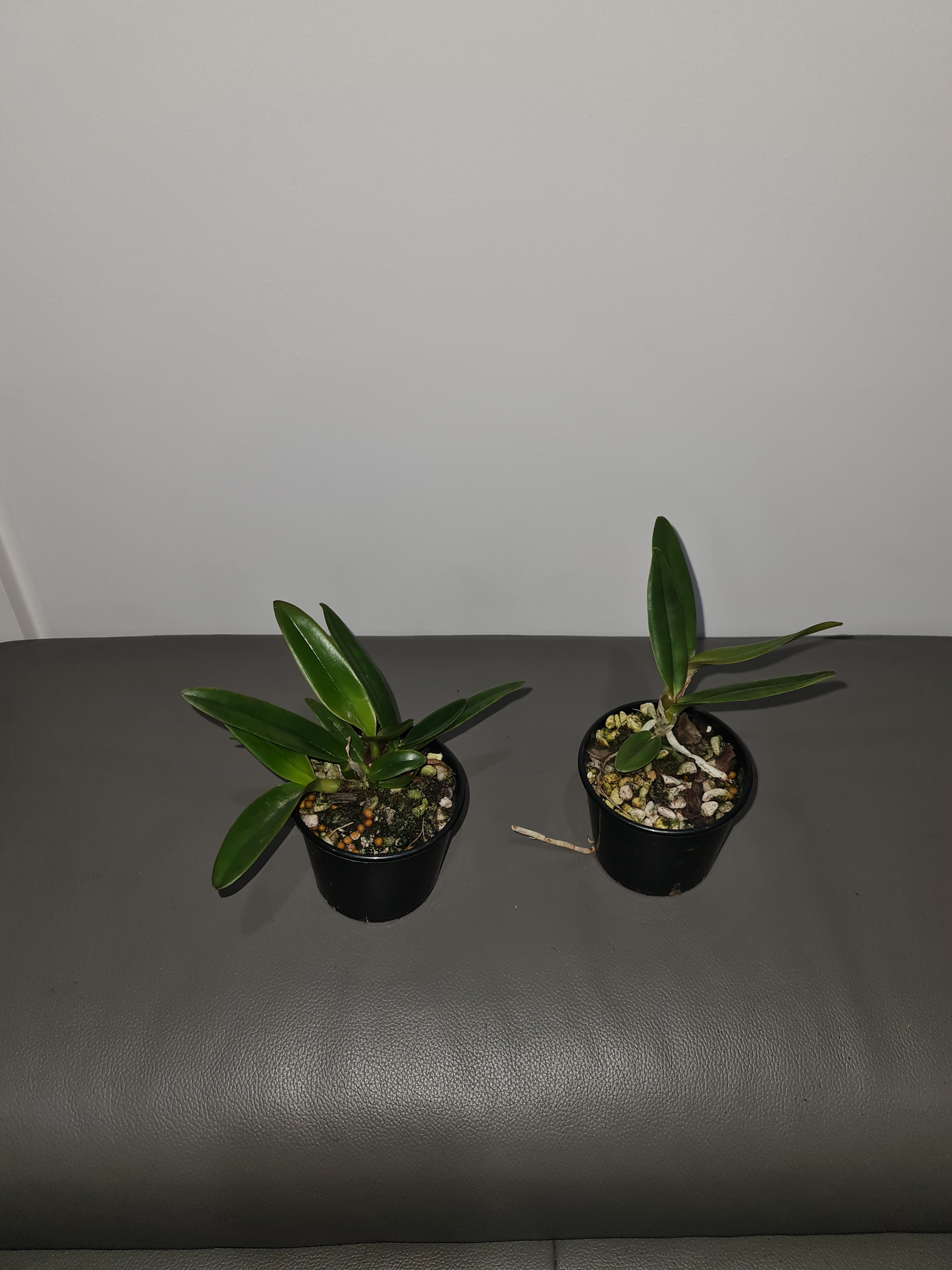Cattleya mossiae f. coerulea Secondary image
