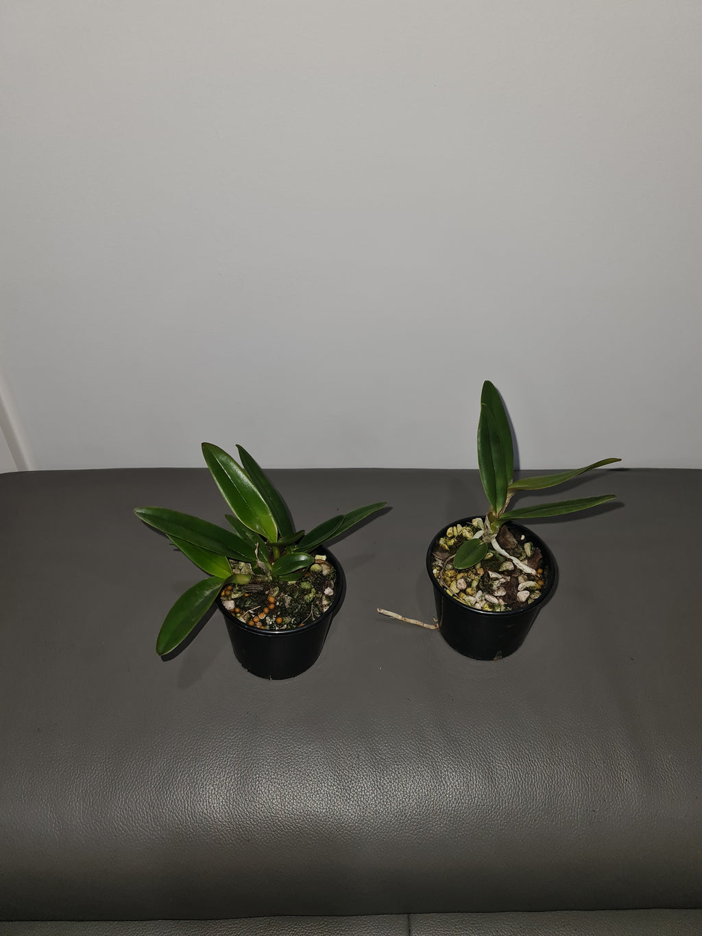 Cattleya mossiae f. coerulea