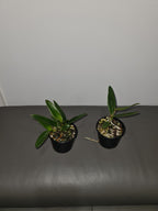 Cattleya mossiae f. coerulea