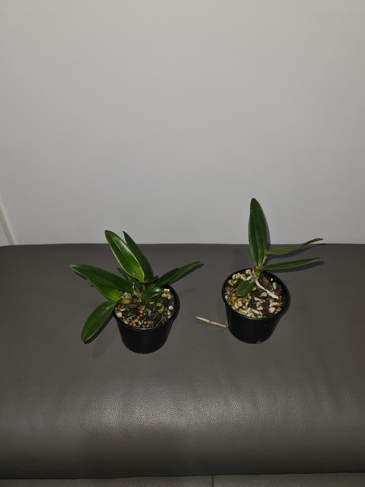 Cattleya mossiae f. coerulea