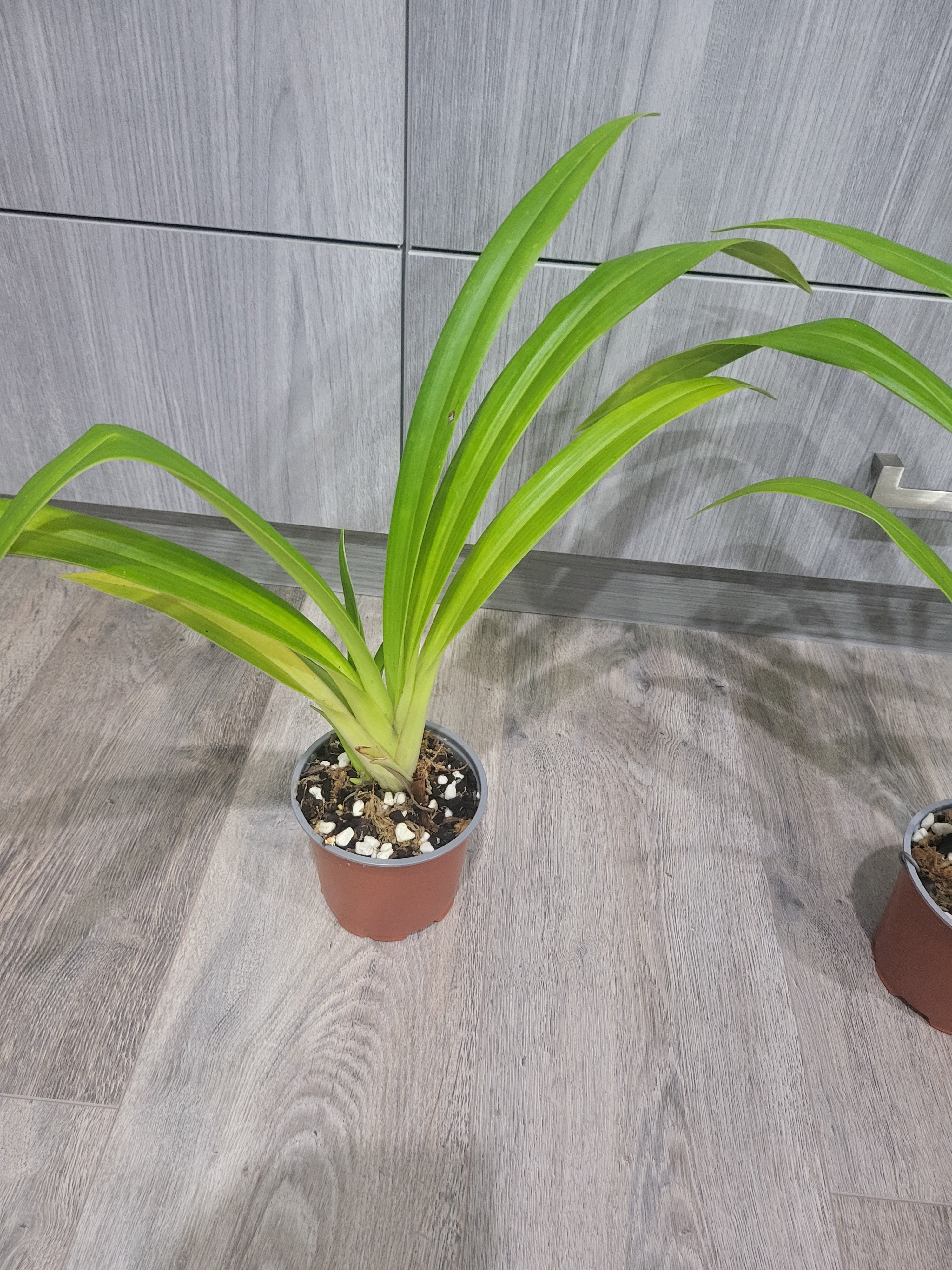 Phragmipedium longifolium Secondary image