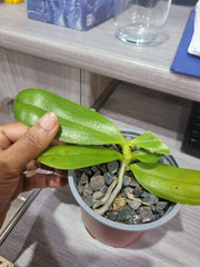 Phalaenopsis amboinensis ‘white form’ (Species)