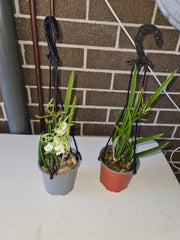 Brassavola Little Stars (nodosa x subulifolia) In flower buds now