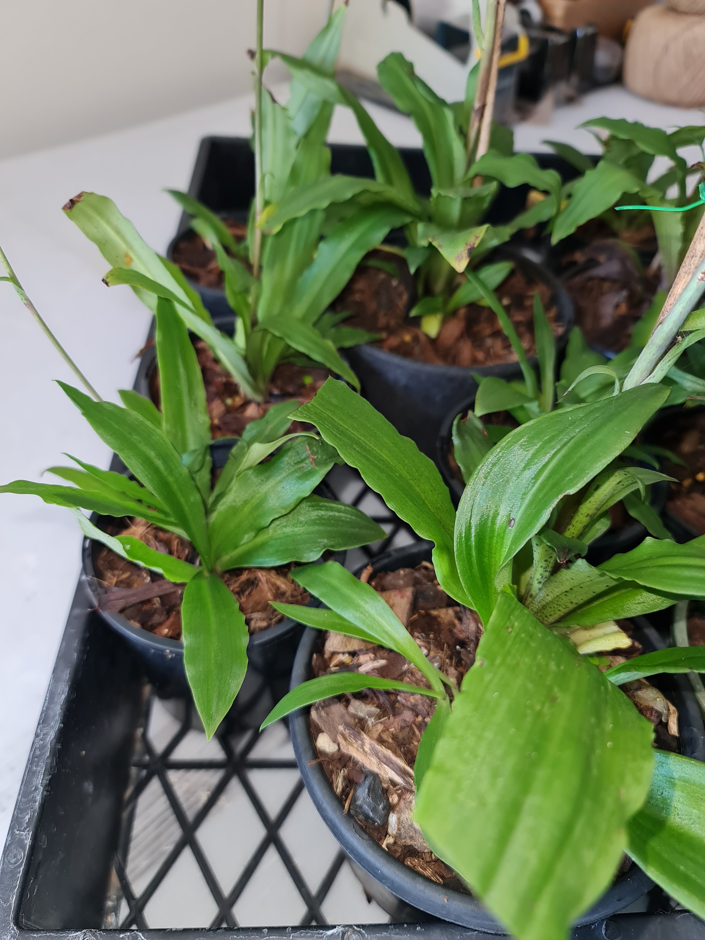 Stenoglottis longifolia  (Species From South Africa) Secondary image